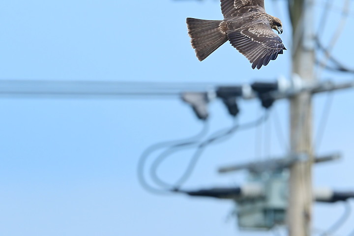 Nikon Z fc+600mm+1.4X與Z7II記錄15隻老鷹，並介紹屏鵝公路新埤與潮州交界處，新建往沿山公路聯絡道。