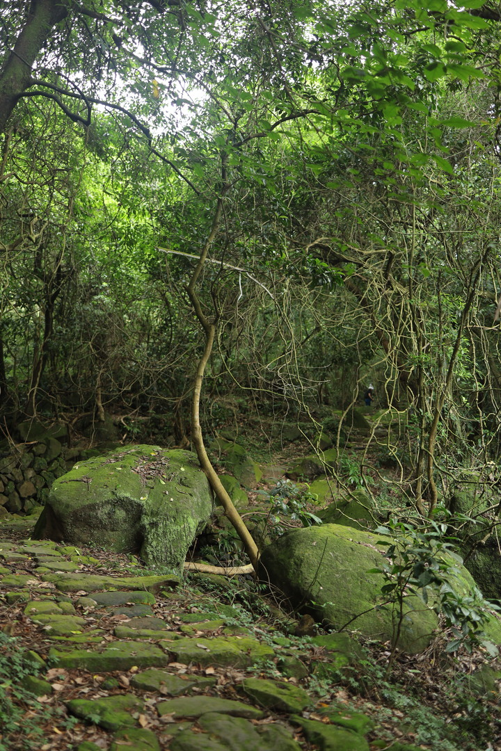【魚路古道】 白化獼猴現身！昔日繁華先民古道遺跡
