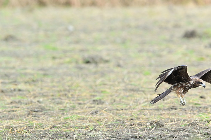 Nikon Z fc+600mm+1.4X與Z7II記錄15隻老鷹，並介紹屏鵝公路新埤與潮州交界處，新建往沿山公路聯絡道。