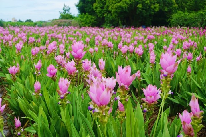 粉紅花毯美炸!彰化溪州這處「薑荷花」正盛開