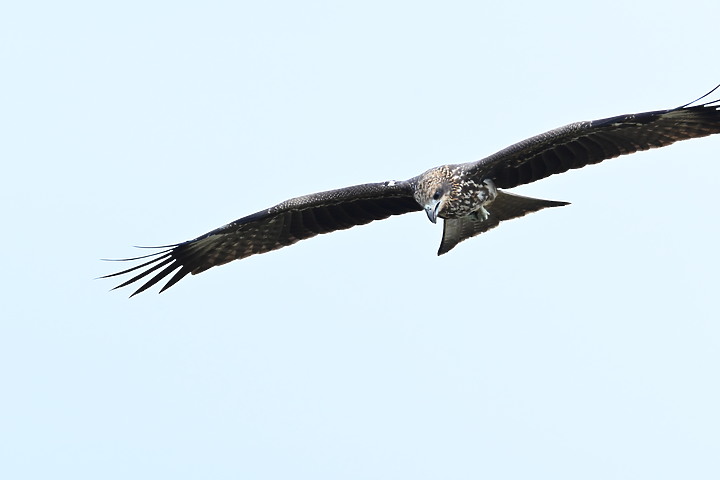 Nikon Z fc+600mm+1.4X與Z7II記錄15隻老鷹，並介紹屏鵝公路新埤與潮州交界處，新建往沿山公路聯絡道。