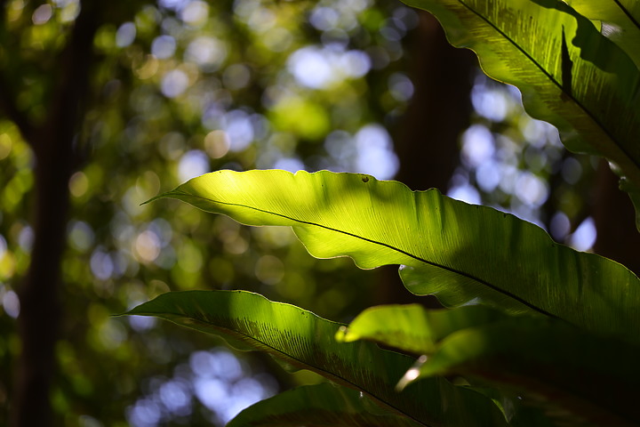 Canon RF 100mm f/2.8L Macro IS USM 評測報告｜散景風格任你變 微距能力傲視同級！