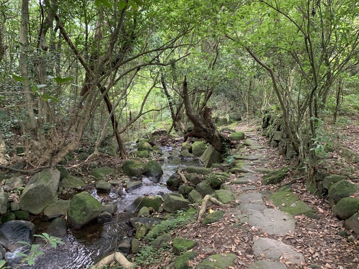 【魚路古道】 白化獼猴現身！昔日繁華先民古道遺跡