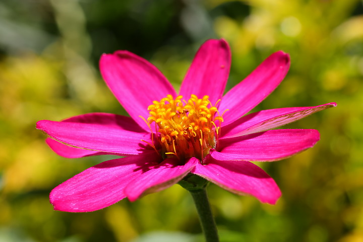 Canon RF 100mm f/2.8L Macro IS USM 評測報告｜散景風格任你變 微距能力傲視同級！