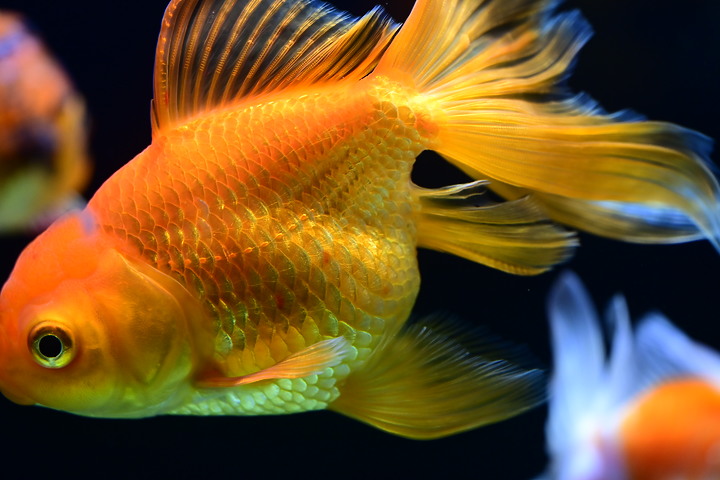 Z fc+MC 105mm F2.8S金魚、肺魚、中華鱟、脂肪水母、旗口水母目。