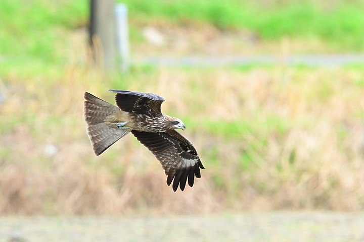 Nikon Z fc+600mm+1.4X與Z7II記錄15隻老鷹，並介紹屏鵝公路新埤與潮州交界處，新建往沿山公路聯絡道。