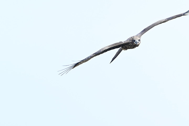 Nikon Z fc+600mm+1.4X與Z7II記錄15隻老鷹，並介紹屏鵝公路新埤與潮州交界處，新建往沿山公路聯絡道。
