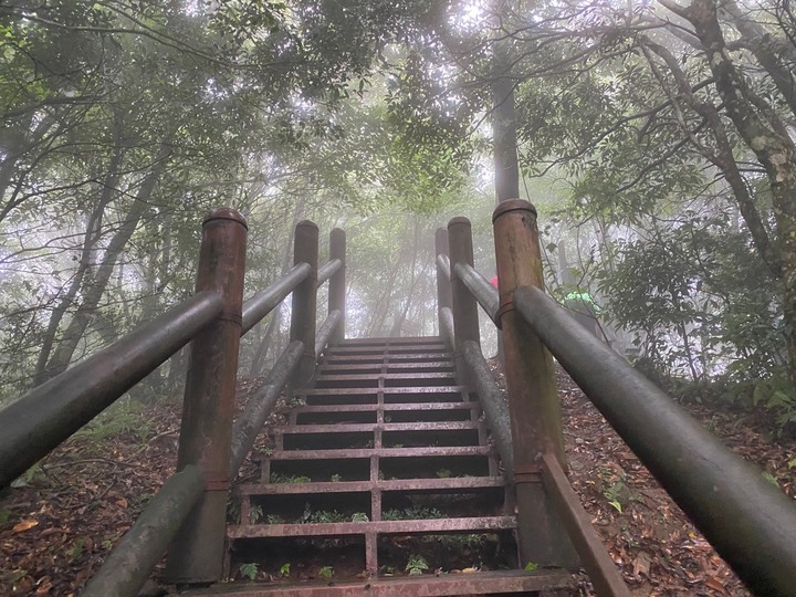 桃園復興｜東眼山自導式步道．自然生態豐富，享受柳杉林的沐浴