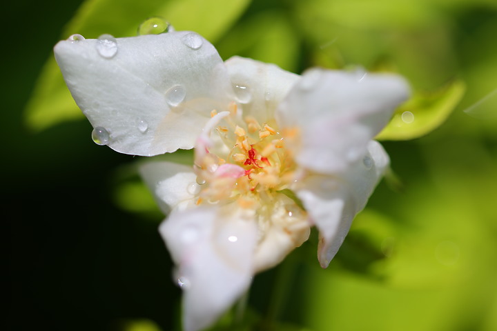 點我看大圖 Canon RF 100mm f/2.8L Macro IS USM 評測報告|散景風格任你變 微距能力傲視同級!