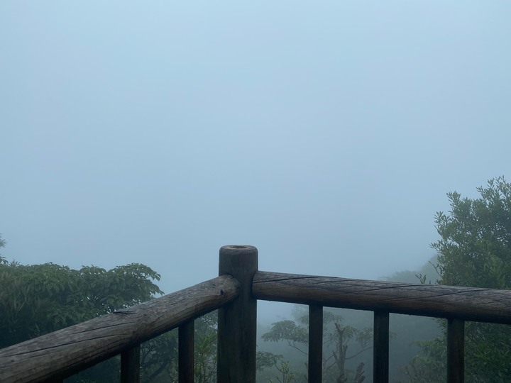 桃園復興｜東眼山自導式步道．自然生態豐富，享受柳杉林的沐浴