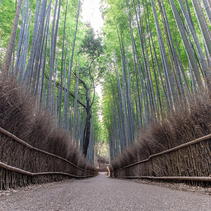 【A7RIV】2021京都的生活 春