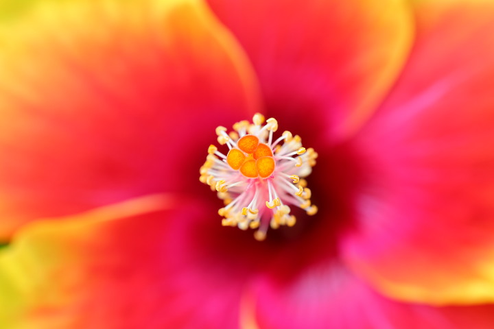 點我看大圖 Canon RF 100mm f/2.8L Macro IS USM 評測報告|散景風格任你變 微距能力傲視同級!