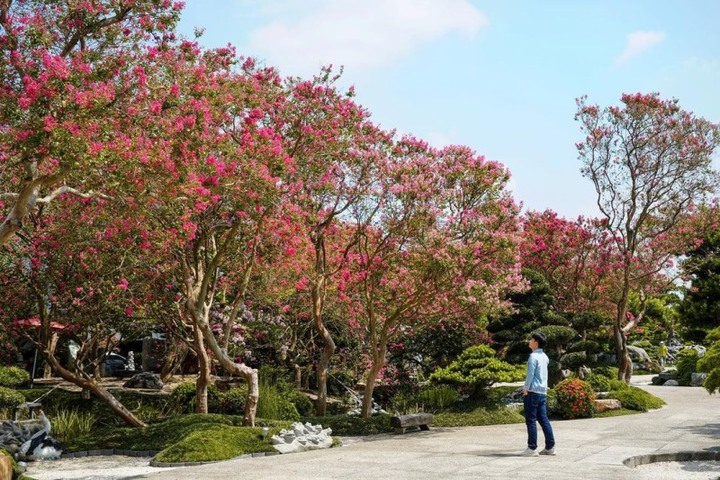 粉紅「台版兼六園」在彰化！滿園紫薇花綻放宛如仙境！