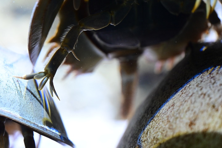 Z fc+MC 105mm F2.8S金魚、肺魚、中華鱟、脂肪水母、旗口水母目。