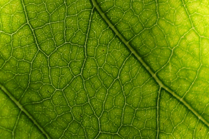 Canon RF 100mm f/2.8L Macro IS USM 評測報告｜散景風格任你變 微距能力傲視同級！
