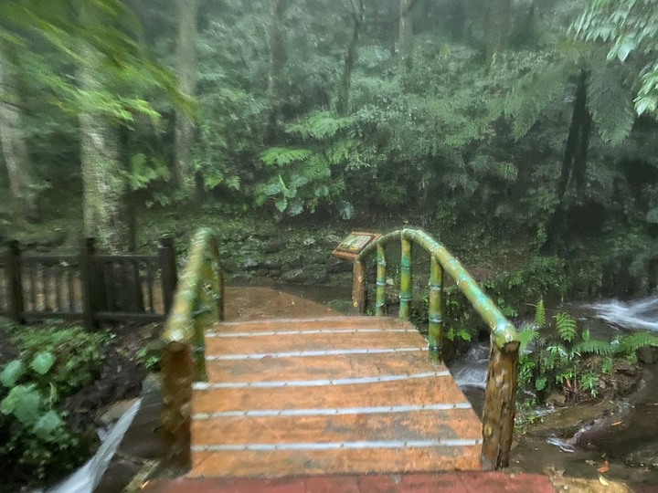桃園復興｜東眼山自導式步道．自然生態豐富，享受柳杉林的沐浴