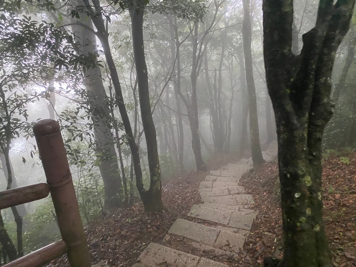 桃園復興｜東眼山自導式步道．自然生態豐富，享受柳杉林的沐浴