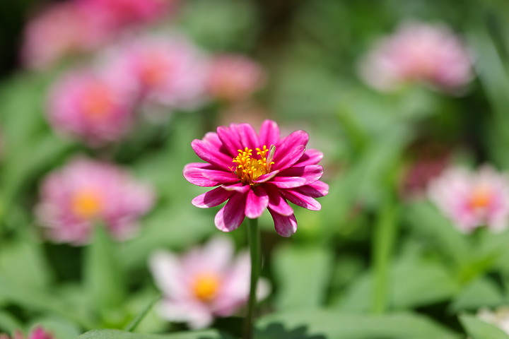 點我看大圖 Canon RF 100mm f/2.8L Macro IS USM 評測報告|散景風格任你變 微距能力傲視同級!