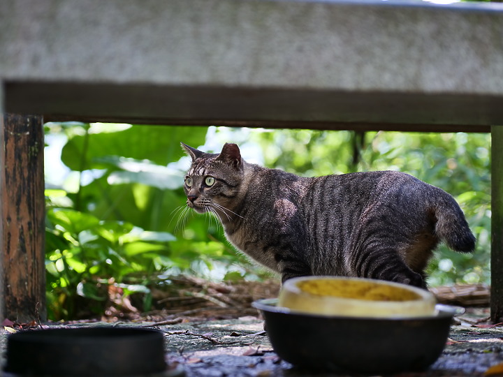 Panasonic GH5 II + Leica DG 25-50mm f/1.7 評測報告|導入 6.5 級防手震 直播流程再簡化!