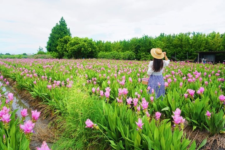 粉紅花毯美炸!彰化溪州這處「薑荷花」正盛開