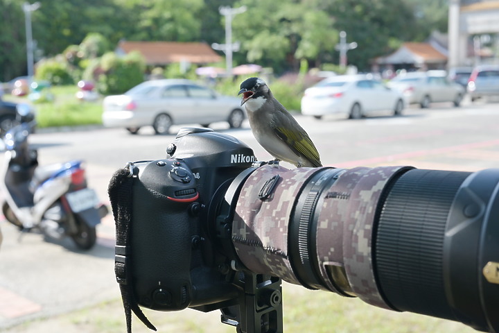 點我看大圖 Nikon Z fc+600mm+1.4X長喙天蛾,非常親近人的白頭翁亂入。