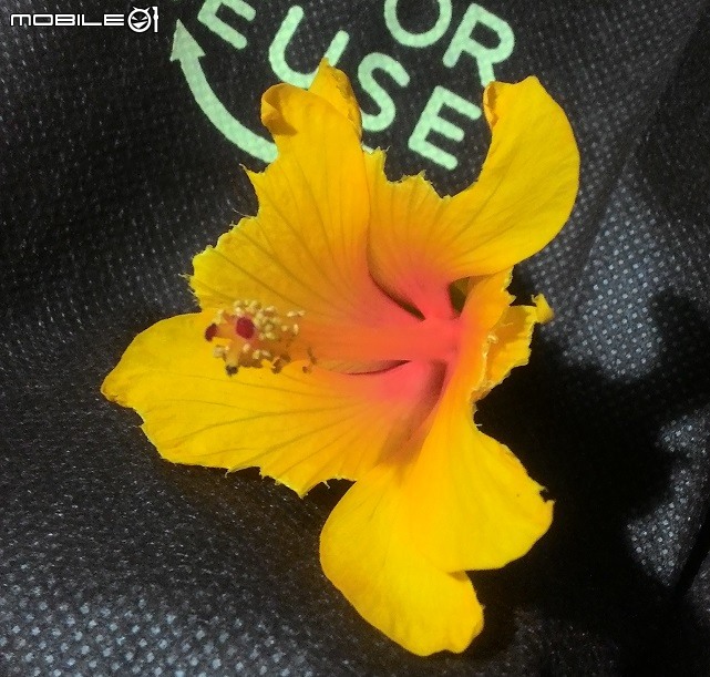 佩妃朱槿開的花像狗啃一樣