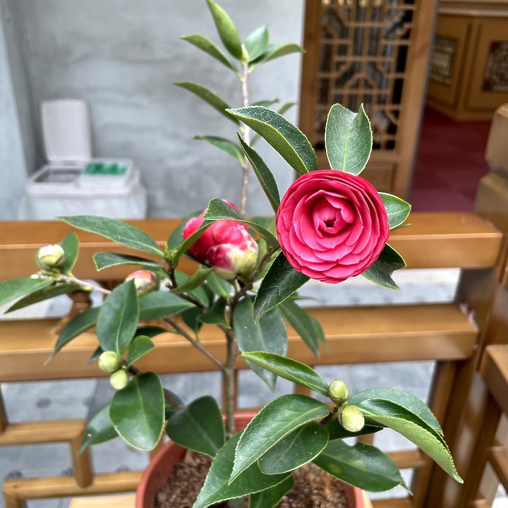 iPhone 12 mini拍照分享