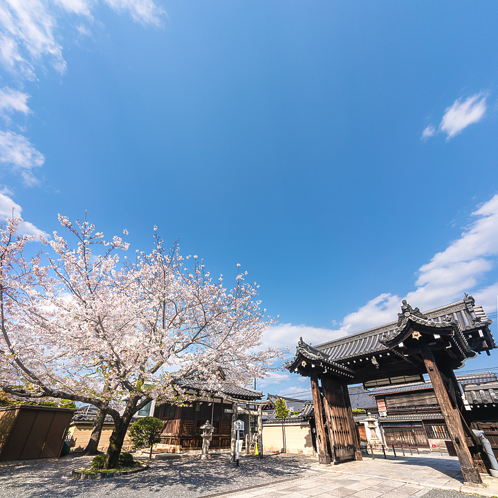 【A7RIV】2021京都的生活 春