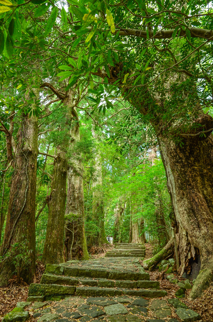 紀伊半島自駕遊-世界遺產巡禮2/4(本州最南端、潮岬、熊野古道、那智瀑布、日本第一大鳥居、伊勢神宮、夫妻岩)