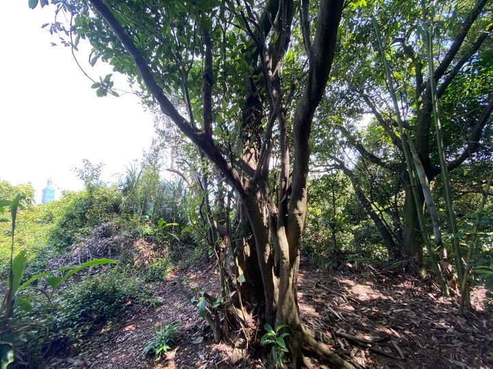 台北信義|四獸山.虎山、豹山、獅山、象山,兩小時輕鬆抓獸去