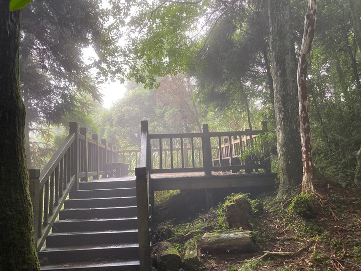 桃園復興｜東眼山自導式步道．自然生態豐富，享受柳杉林的沐浴