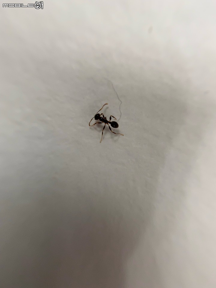 點我看大圖 有沒有螞蟻專家?幫忙認祖宗