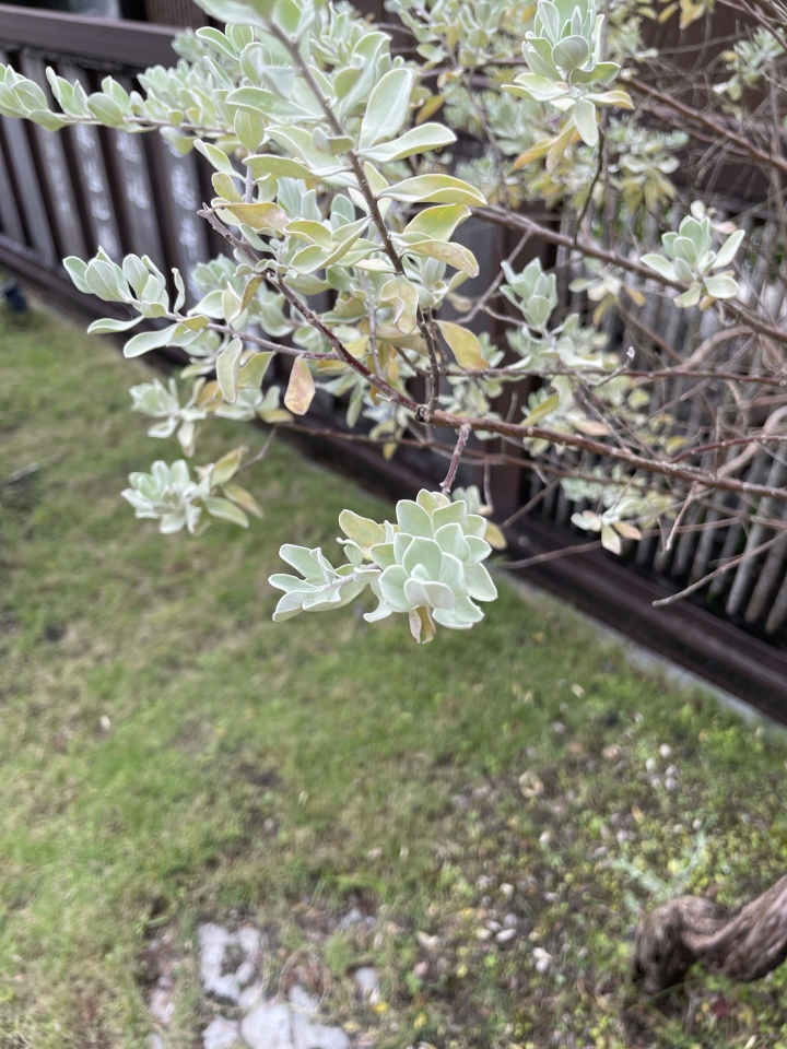 請問這是什麼植物？