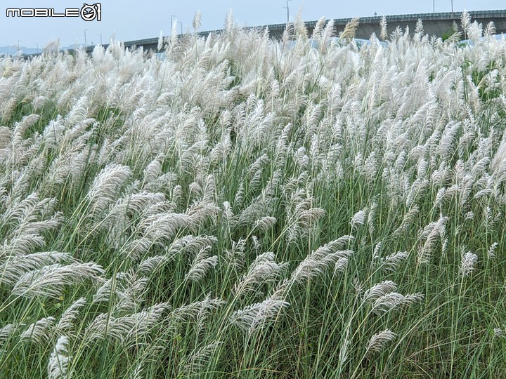 芒花(甜根子草) 台南市大內區大內橋 09/18