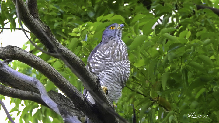 賞鳥日記