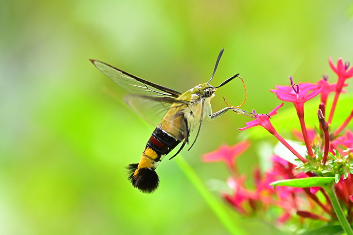 Z fc+MC 105mm F2.8 S公淡小紋青斑蝶雄蕊(生殖器)，及Z7II透翅天蛾。