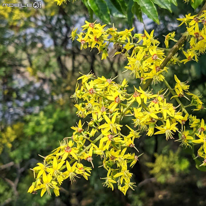 台灣欒樹 台南市仁德區二仁溪畔 09/21