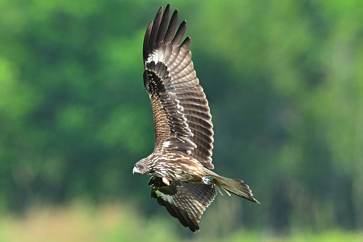 Z7II+600mm+1.4X記錄到屏東出生，泰武放飛K3和K8黑鳶，K8帶有太陽能發報器。