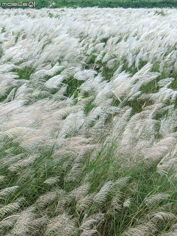 芒花(甜根子草) 台南市大內區大內橋 09/18
