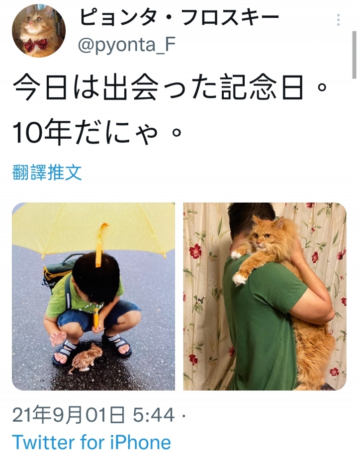 日本連野貓都洗基因