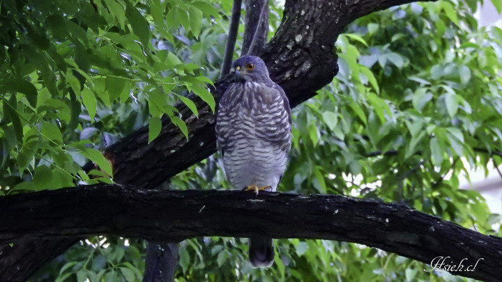 賞鳥日記