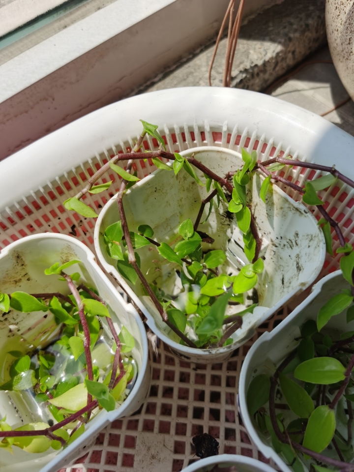 ［諮詢］請問這個草適合拿來當作地披植物嗎？