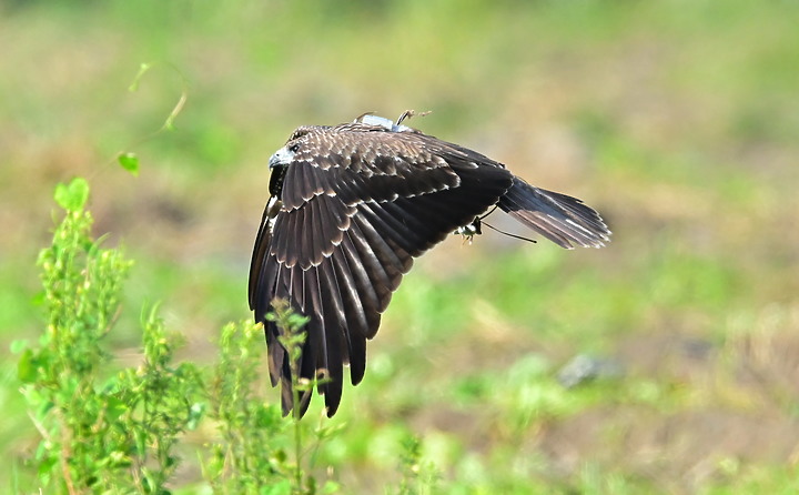Z7II+600mm+1.4X記錄到屏東出生，泰武放飛K3和K8黑鳶，K8帶有太陽能發報器。