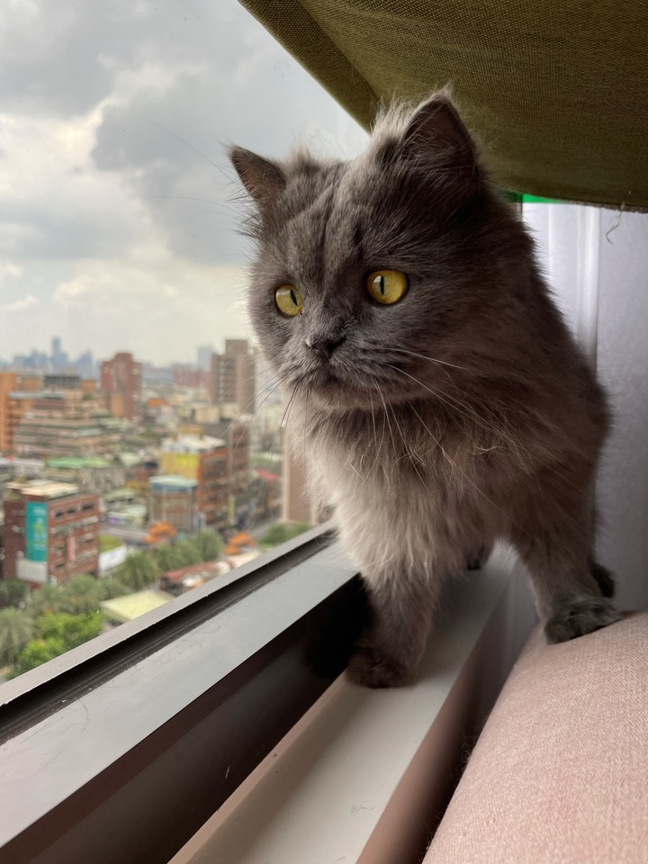 【開箱】就決定是你了!台北中古屋灰調貓宅