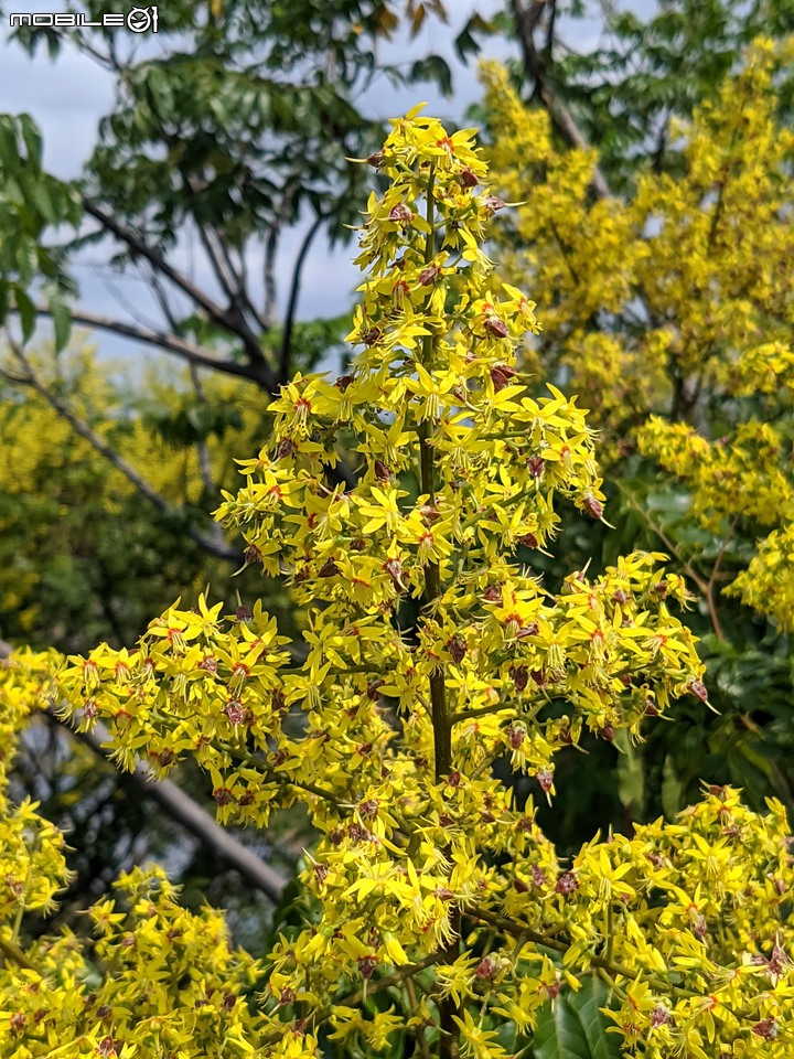 台灣欒樹 台南市仁德區二仁溪畔 09/21