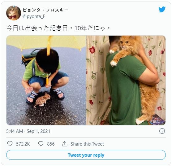雨中偶遇小奶貓!他曝領養「10年成長照」網看哭:好險遇到你