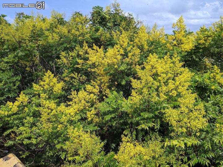台灣欒樹 台南市仁德區二仁溪畔 09/21