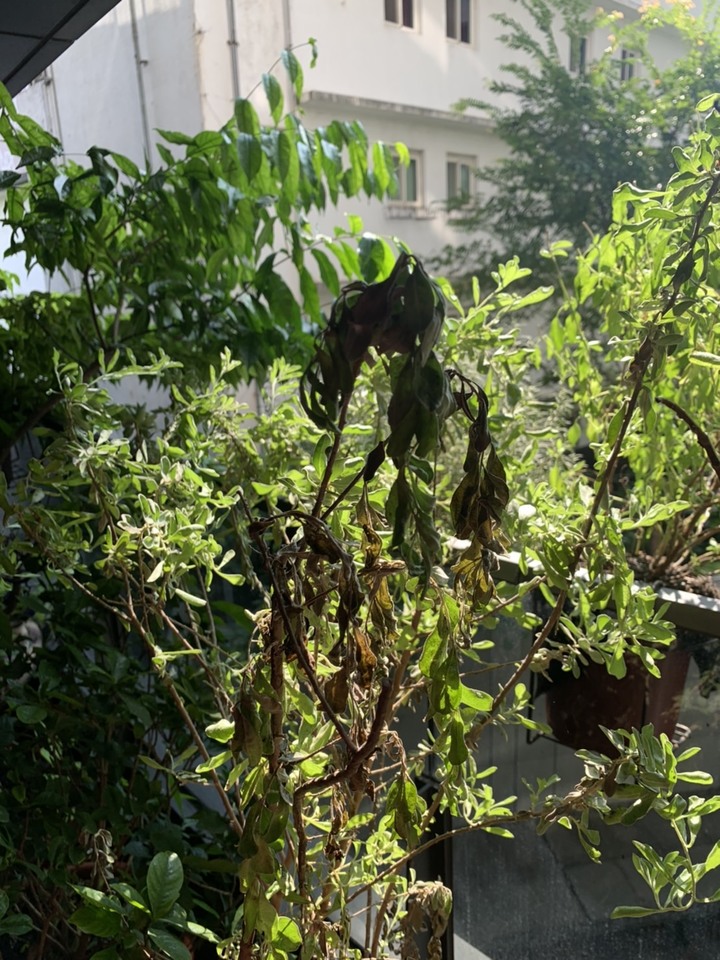 點我看大圖 請問日照大概4-5小時 大盆植栽都生長的不順 求幫助...