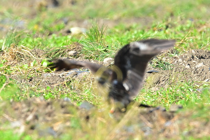 Z7II+600mm+1.4X記錄到屏東出生，泰武放飛K3和K8黑鳶，K8帶有太陽能發報器。