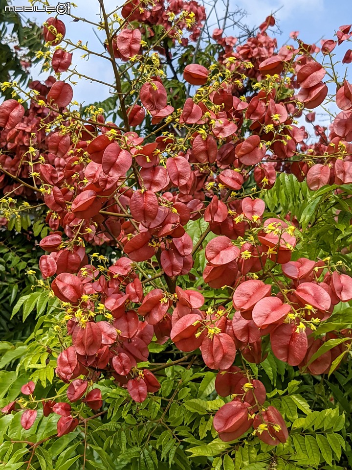 台灣欒樹 台南市西港區西港綠川廊道 09/18